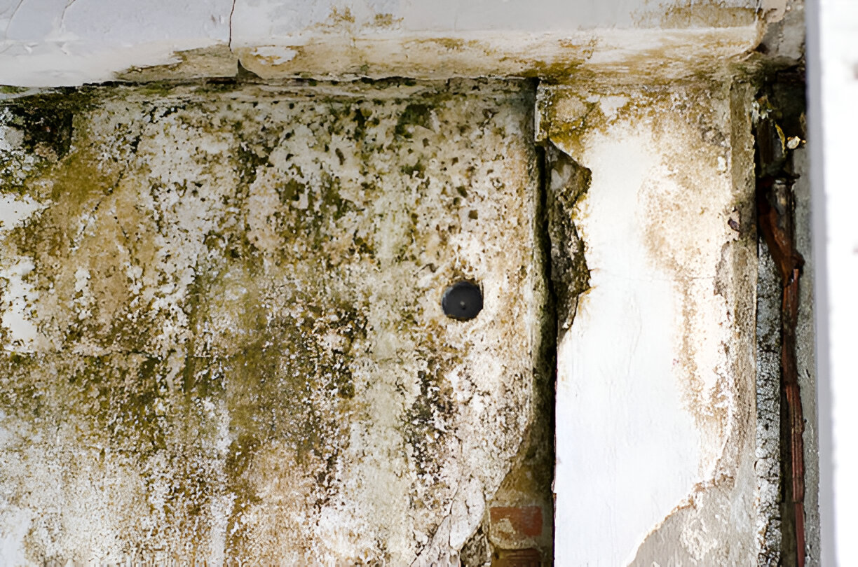 Punya Rumah Lembap? Wallpaper Anti Jamur dari Edervin Bisa Jadi Jawaban!